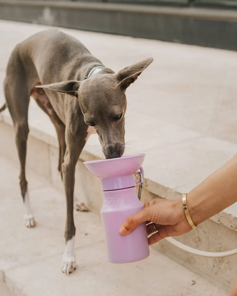 Dog Travel Water Bottle (FINAL SALE)